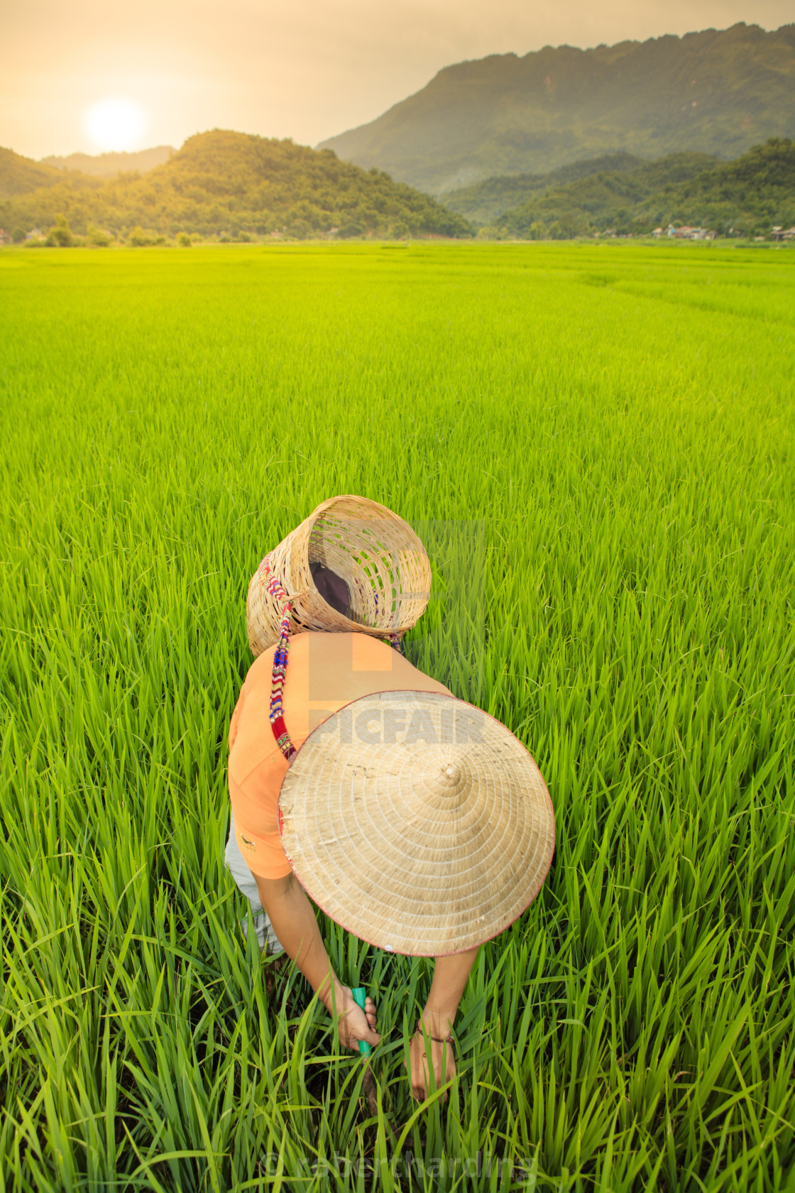 Rice field hat deals